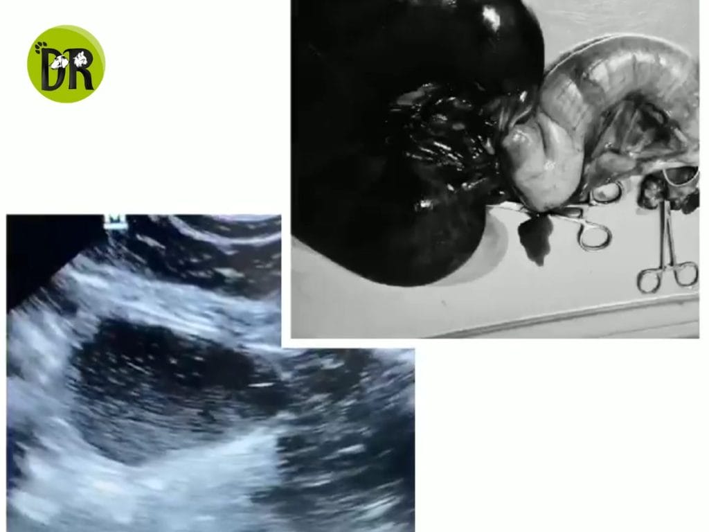تزاوج الكلاب أثناء الحمل 1 1