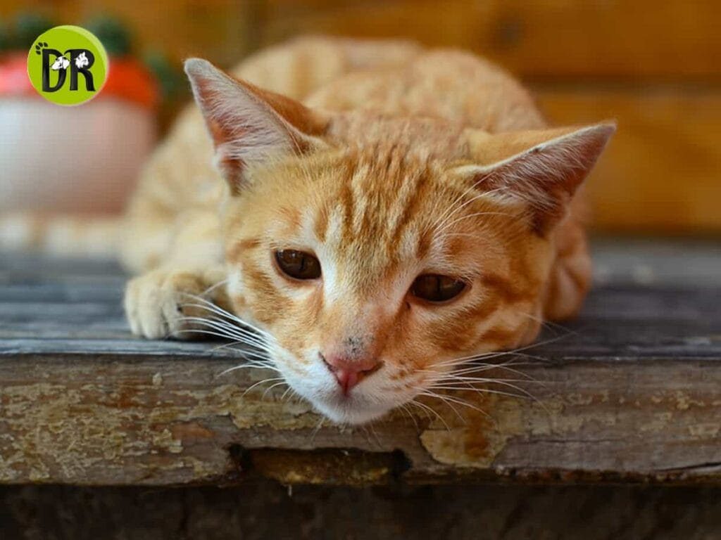 قطة تنزف دمًا