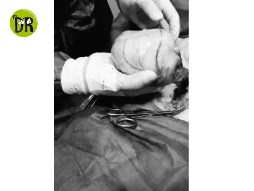 Orchidectomy1