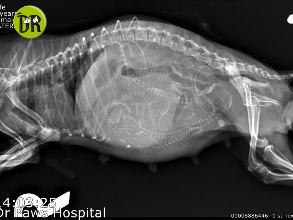 خدمات الوقائية والتجميلية للحيوانات في التجمع الأول