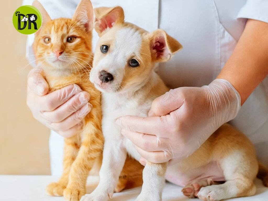 عيادة تطعيمات بيطرية في التجمع الأول – أسعار وخدمات مميزة